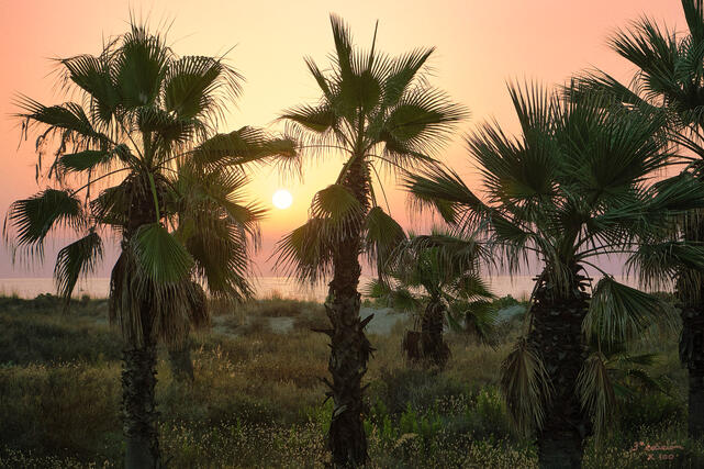 Paradisiacal Sunrise